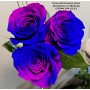 Сине-малиновые розы, Радужные розы